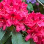 Rhododendrons kweken in potten?