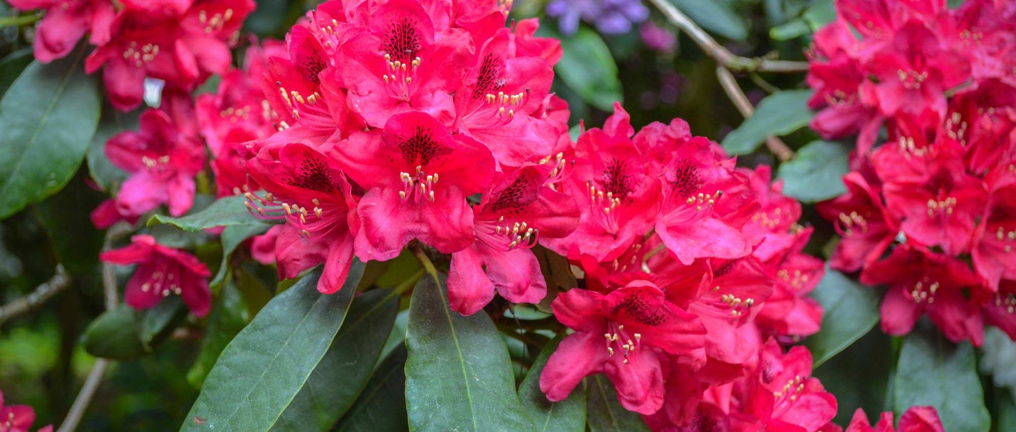 Rhododendrons kweken in potten?