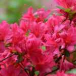 Dwergrododendrons en azalea's: de beste variëteiten