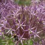 Allium, sierui: 10 onmisbare variëteiten