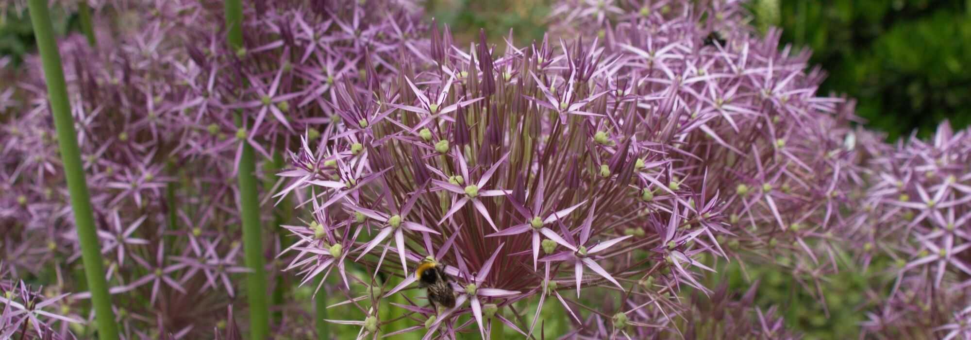 Allium, sierui: 10 onmisbare variëteiten