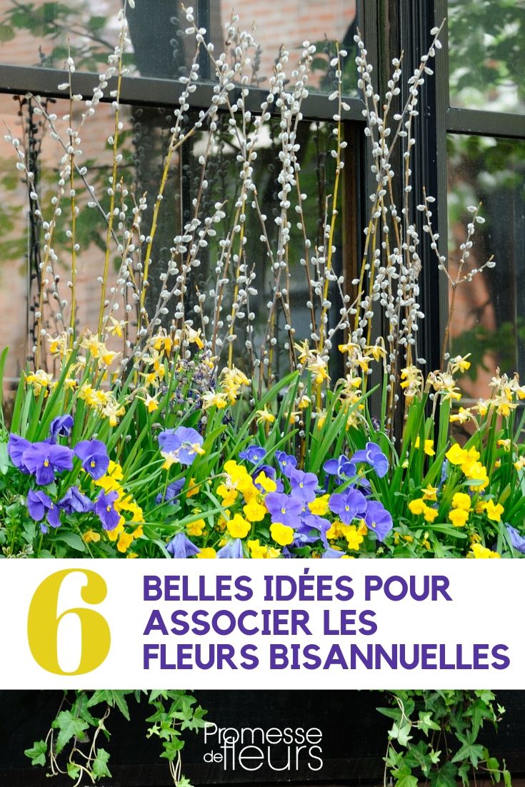 Tweejarige bloemen: ideeën voor combinaties
