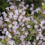 Steentijm, Calamintha: planten, onderhouden, oogsten