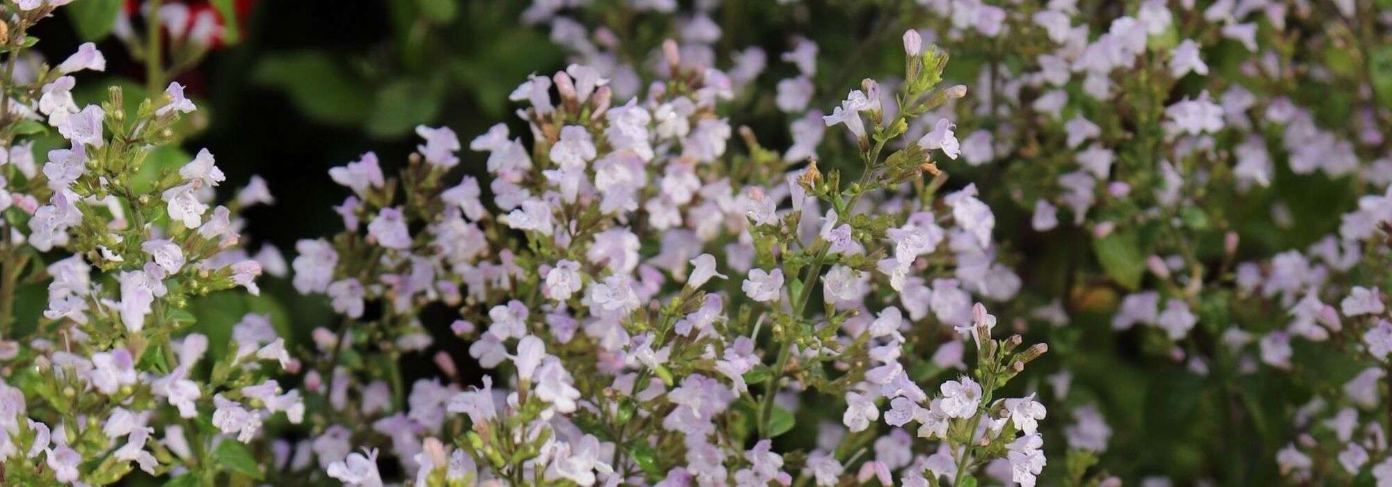 Steentijm, Calamintha: planten, onderhouden, oogsten