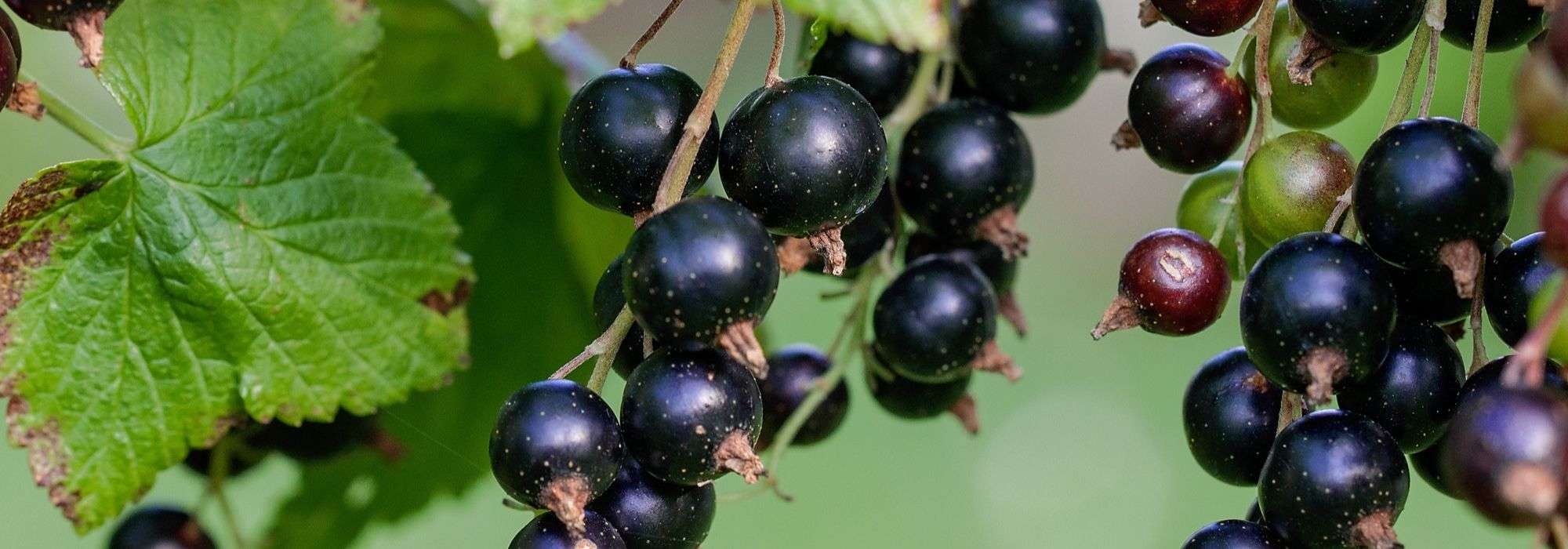 Zwarte bes planten, snoeien en onderhouden