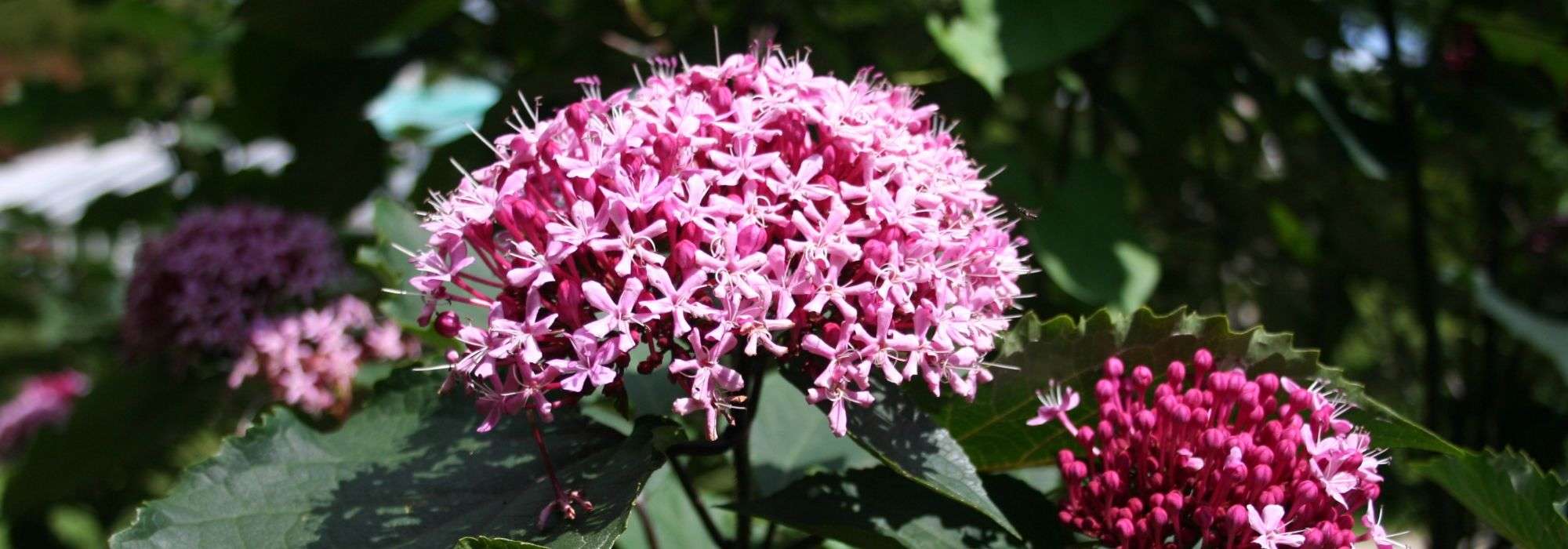 Kansenboom: planten, snoeien en verzorgen