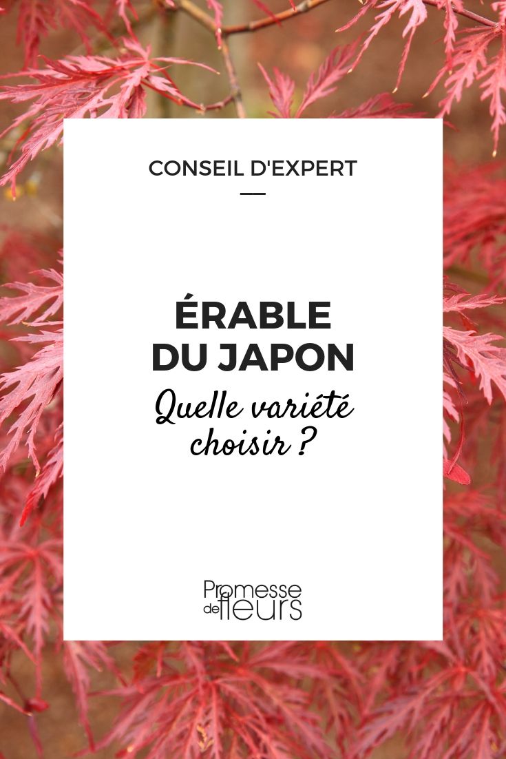 Japanse esdoorn: zo kies je de juiste variant