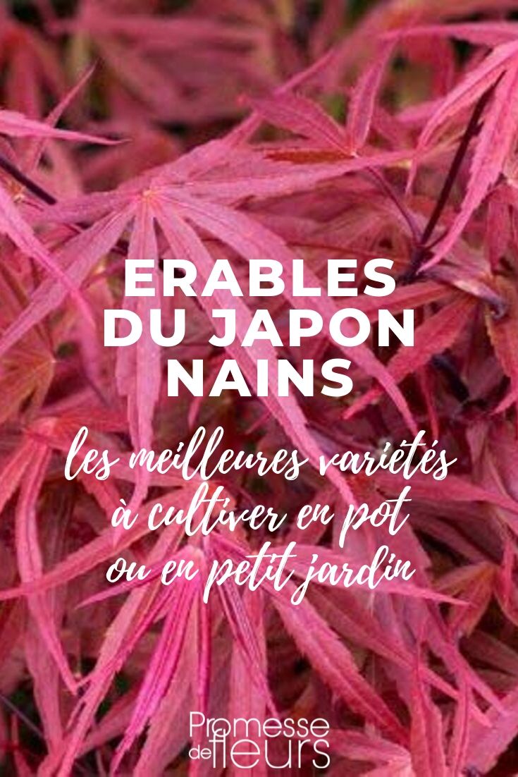 Japanse dwergesdoorn