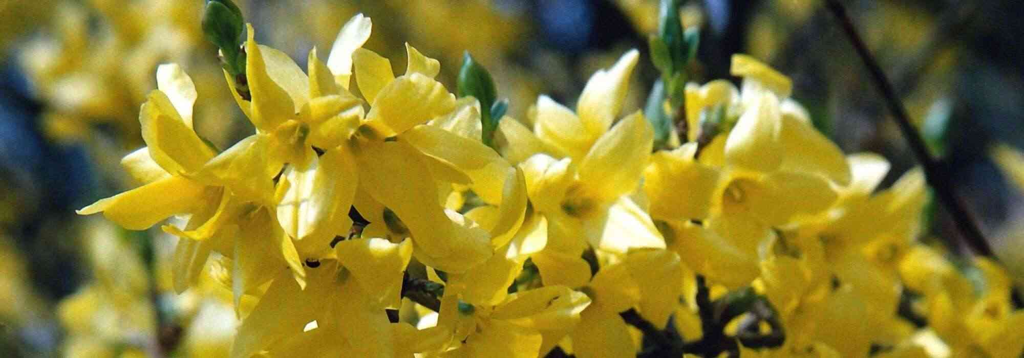 Forsythia: 7 ideeën om hem in de tuin te combineren