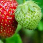 Aardbei planten, telen en verzorgen