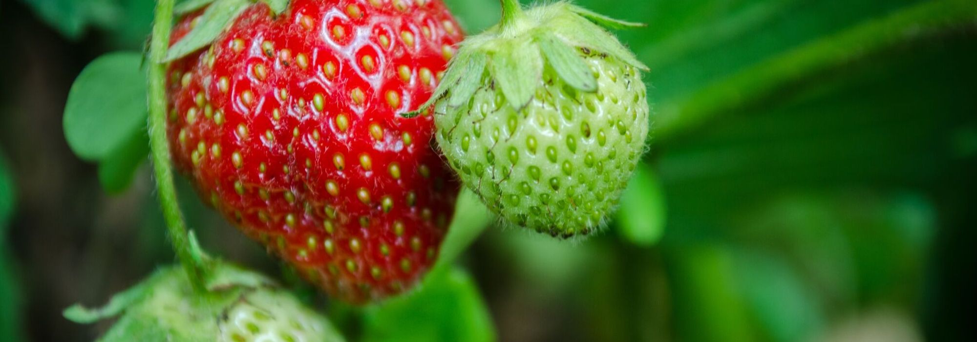 Aardbei planten, telen en verzorgen
