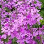 Damastbloem, Hesperis: planten, zaaien en verzorgen