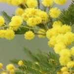 Een mimosa in een pot telen