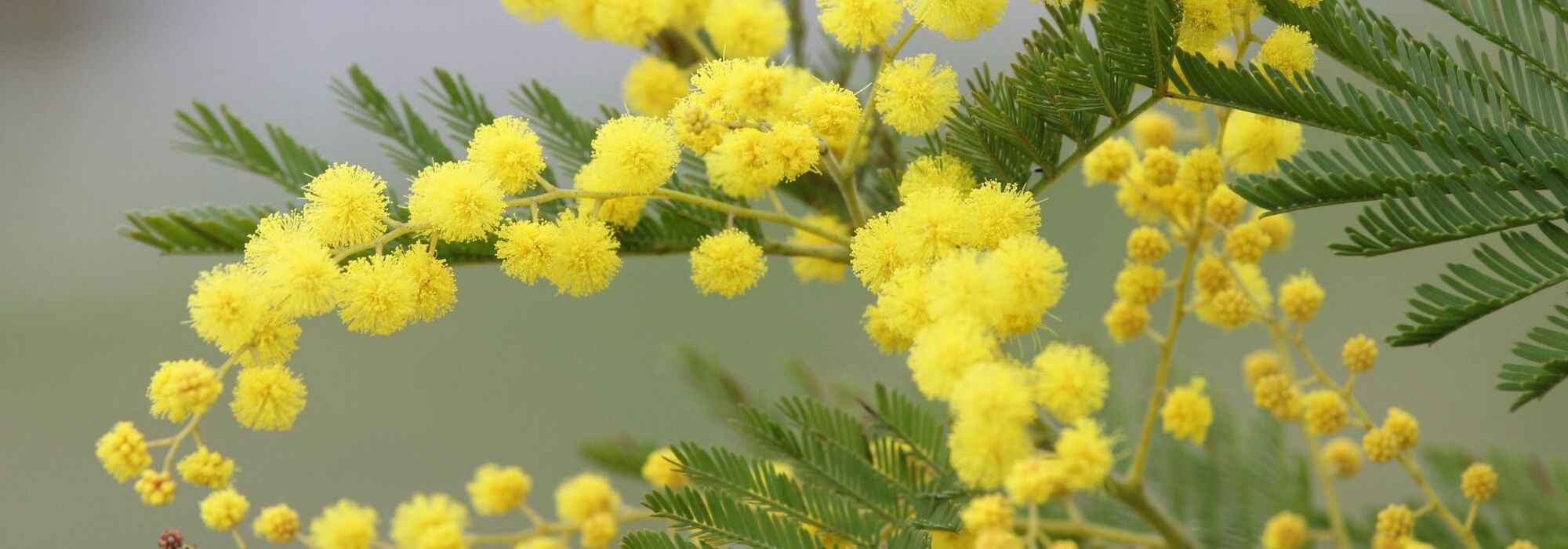 Een mimosa in een pot telen