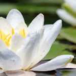 Waterlelie planten en verzorgen