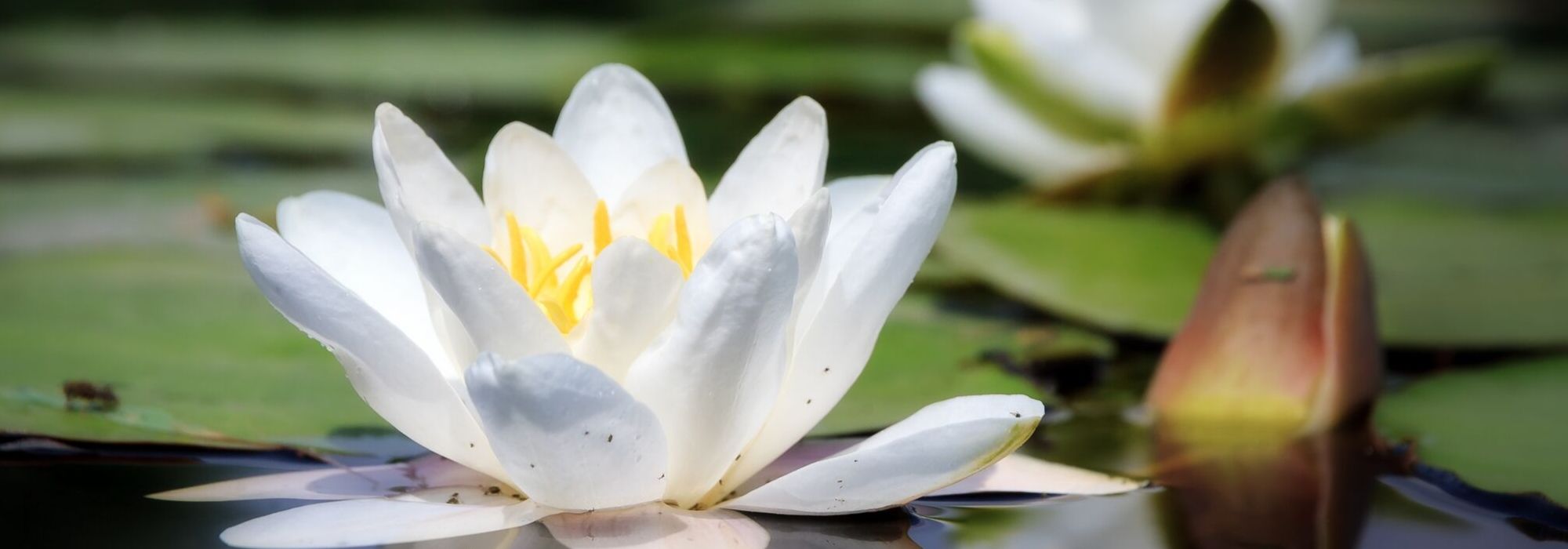 Waterlelie planten en verzorgen