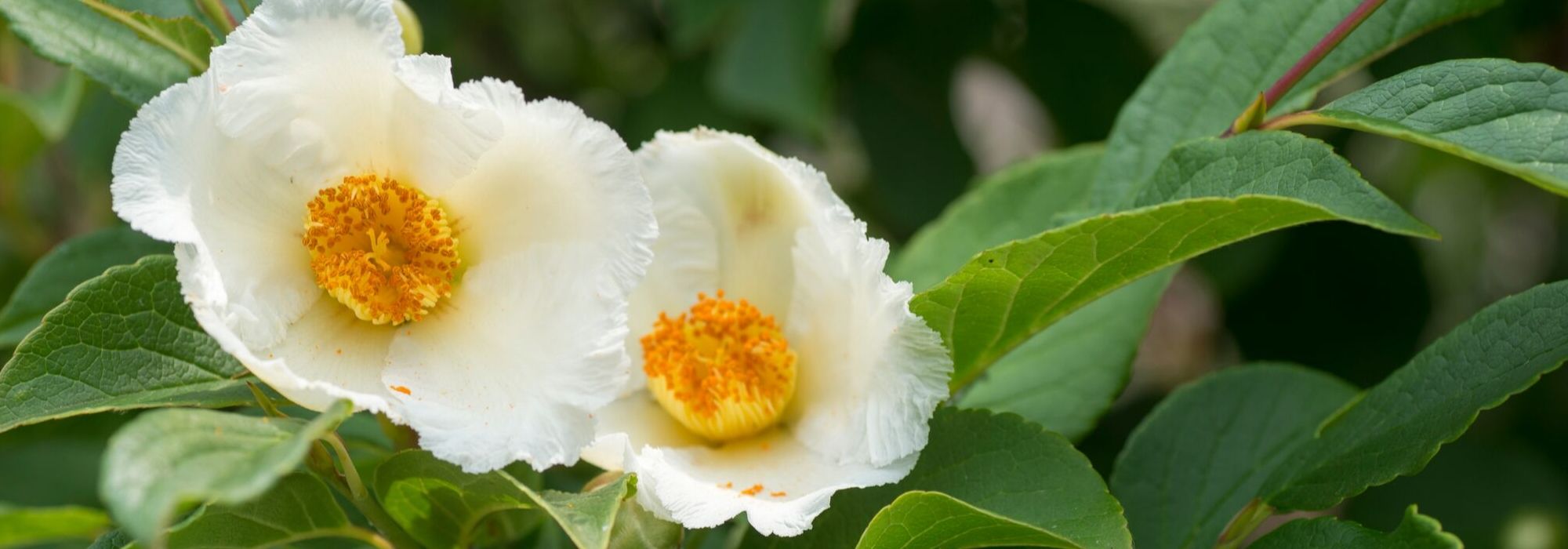 Stewartia pseudocamellia, schijncamelia: planten, snoei en onderhoud