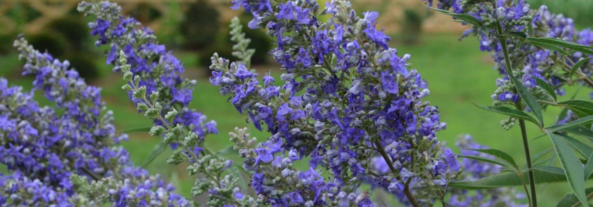 Vitex agnus-castus, monnikspeper: planten, telen, snoeien
