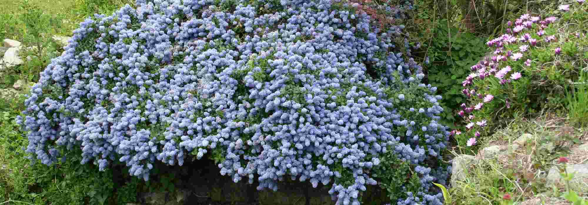 7 wintergroene bodembedekkende heesters zonder onderhoud