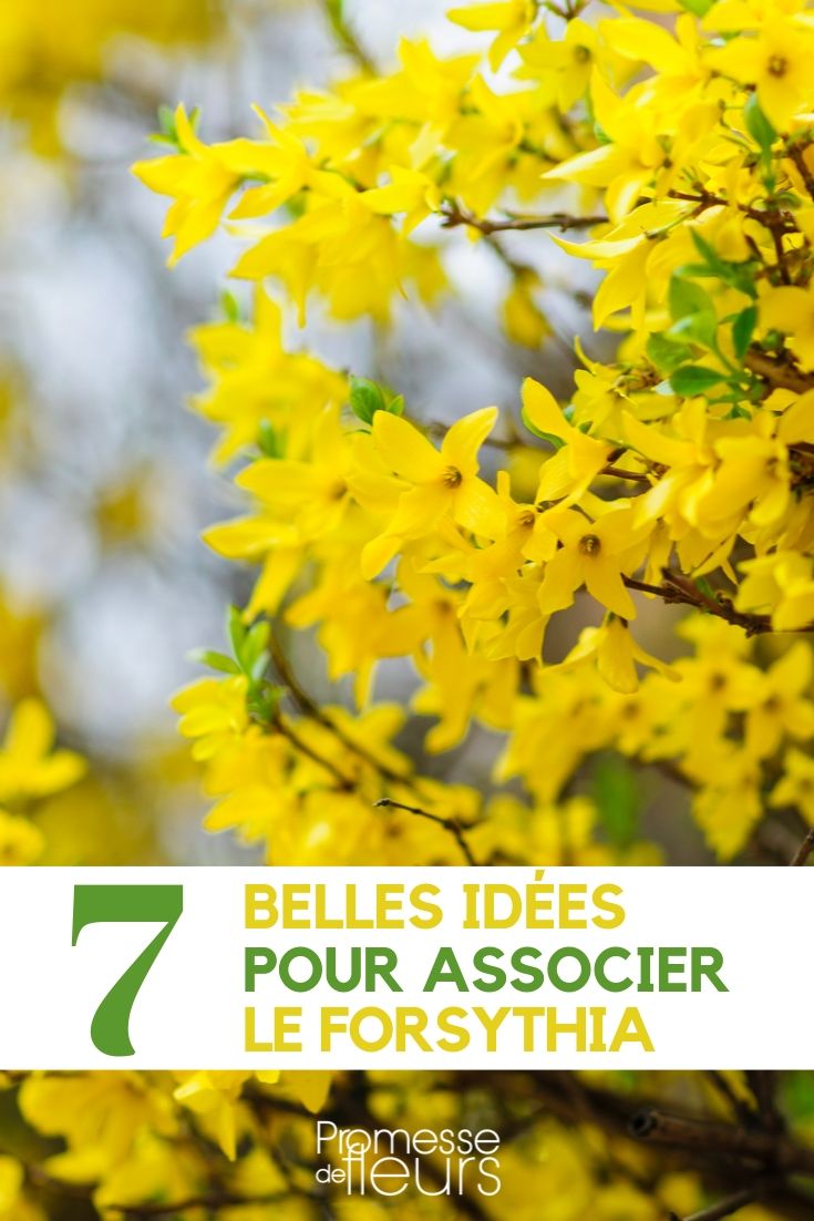 Forsythia combineren: ideeën