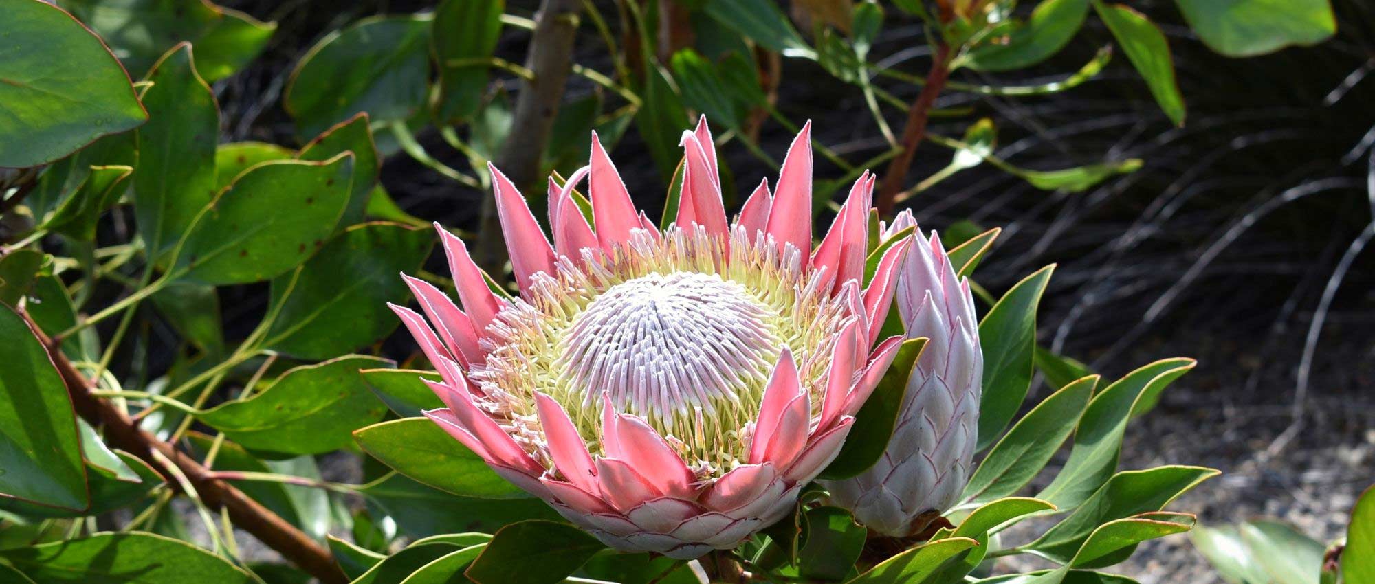 Protea's planten, telen en verzorgen