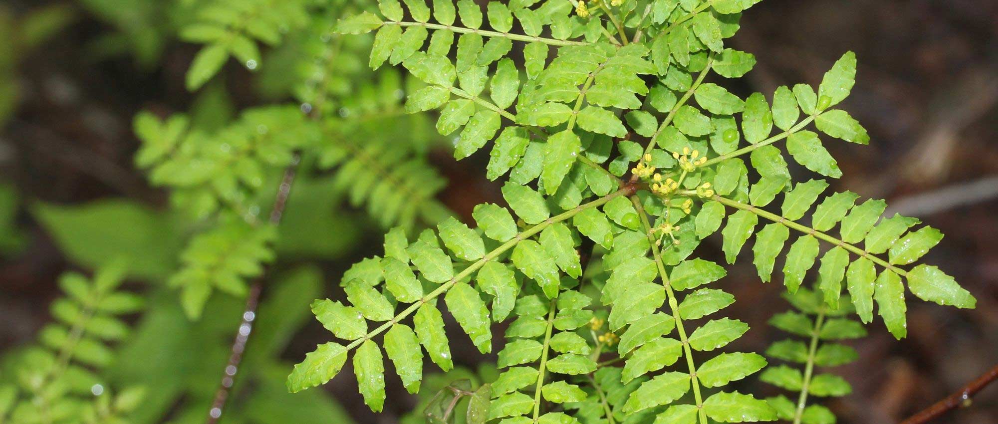 Sichuanpeper, Zanthoxylum: planten, telen en oogsten