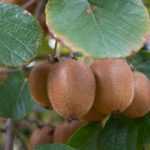 Actinidia, kiwiplant: planten, snoeien, oogsten