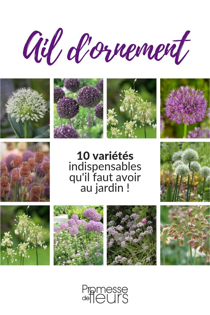 Sierui: 10 onmisbare soorten voor de tuin