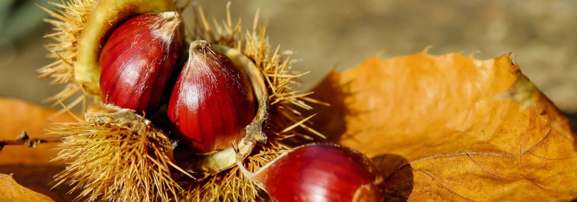 Kastanje planten, snoeien en verzorgen