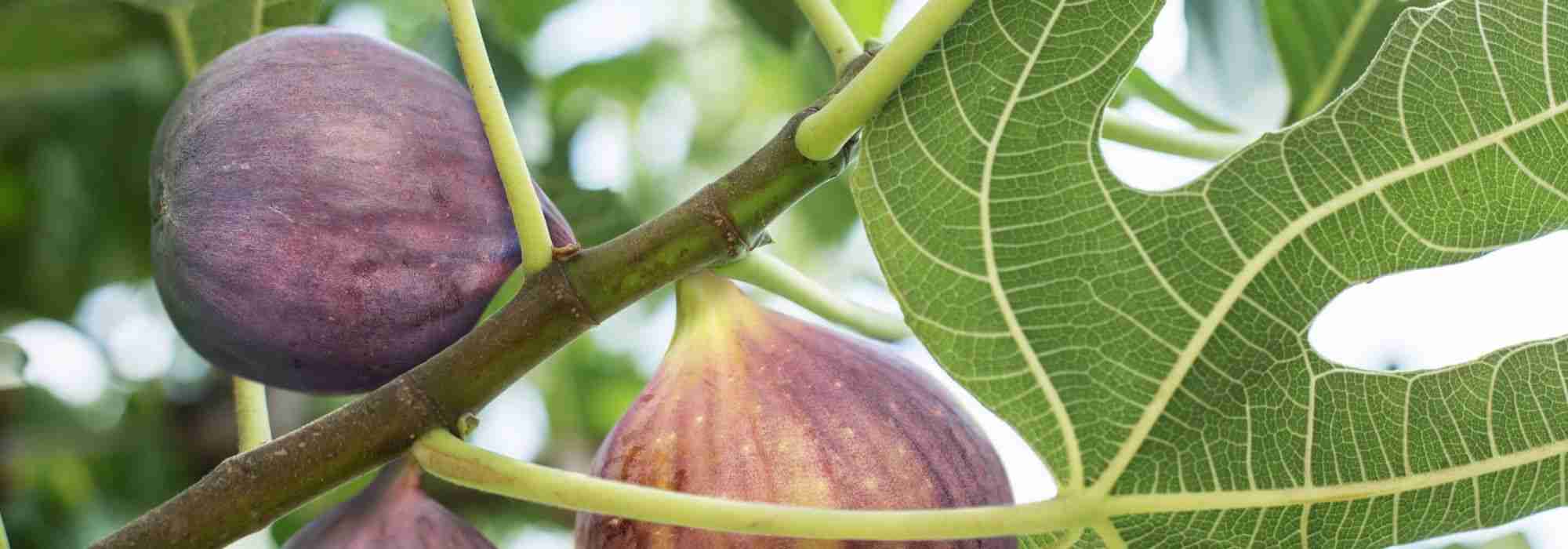 Vijgenboom: de juiste variëteit kiezen