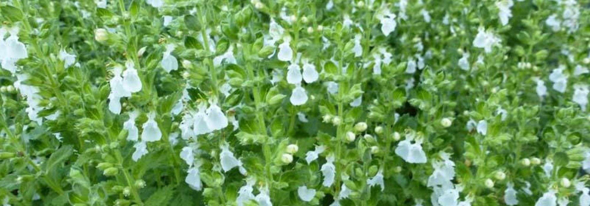 Teucrium, gamander: planten en onderhouden