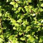 Griselinia planten, snoeien en verzorgen