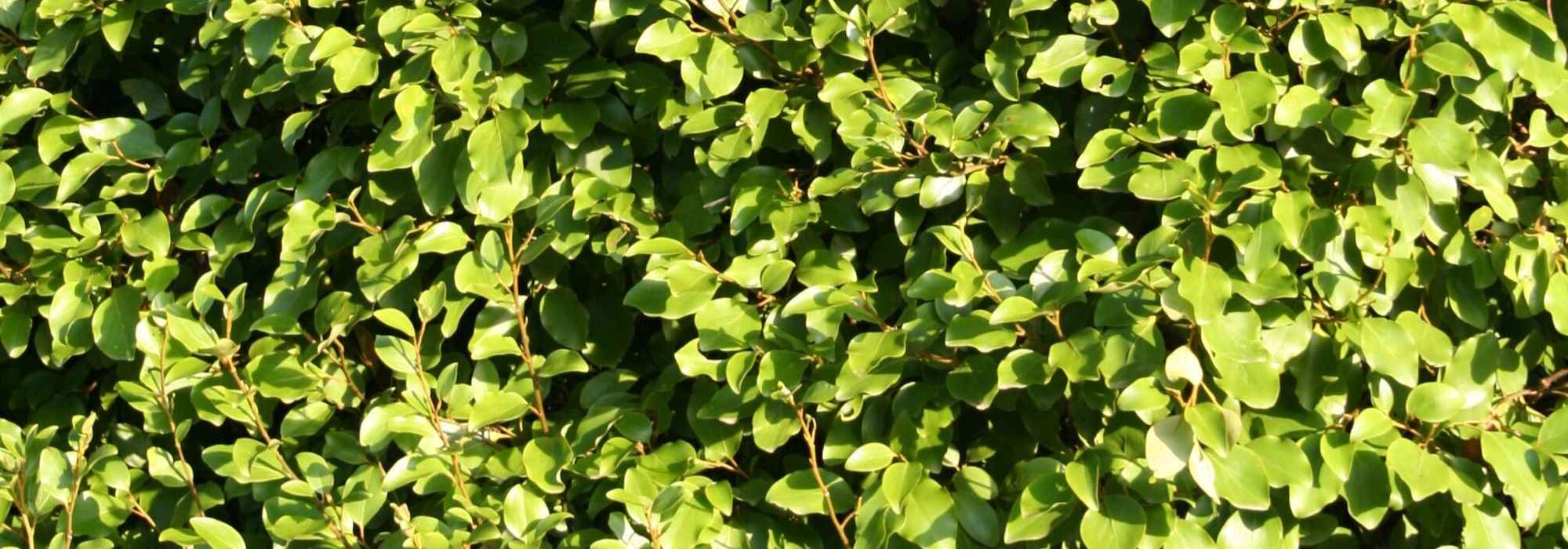 Griselinia planten, snoeien en verzorgen