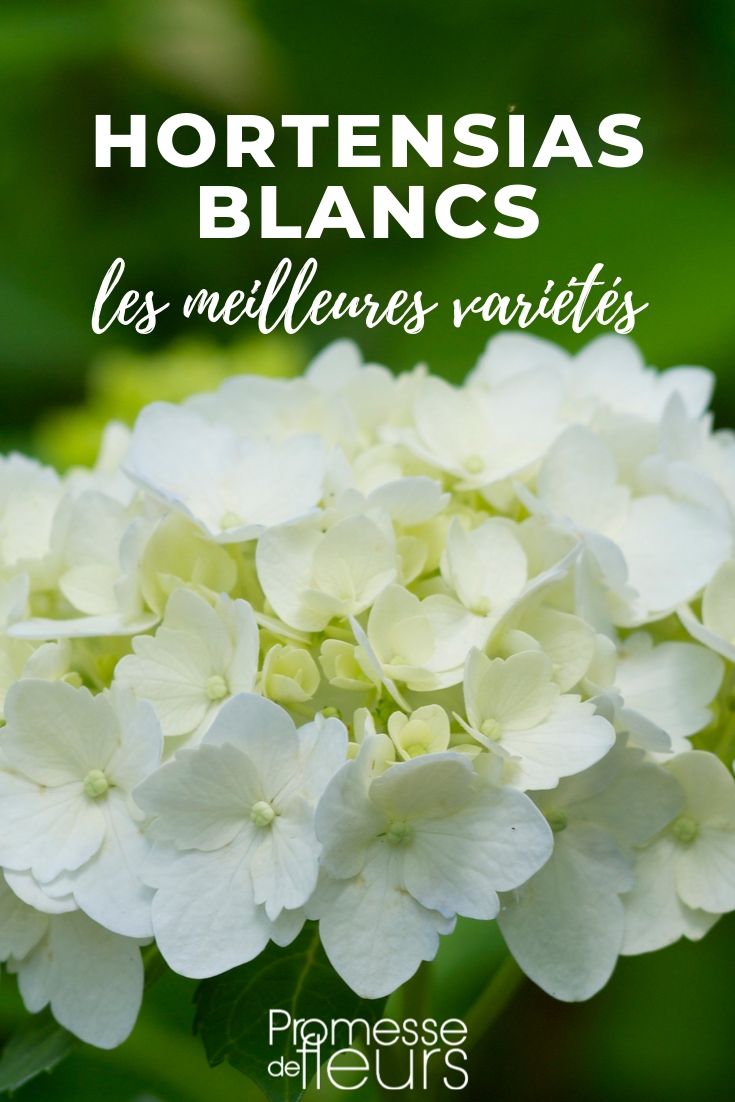 De beste witte hortensia's