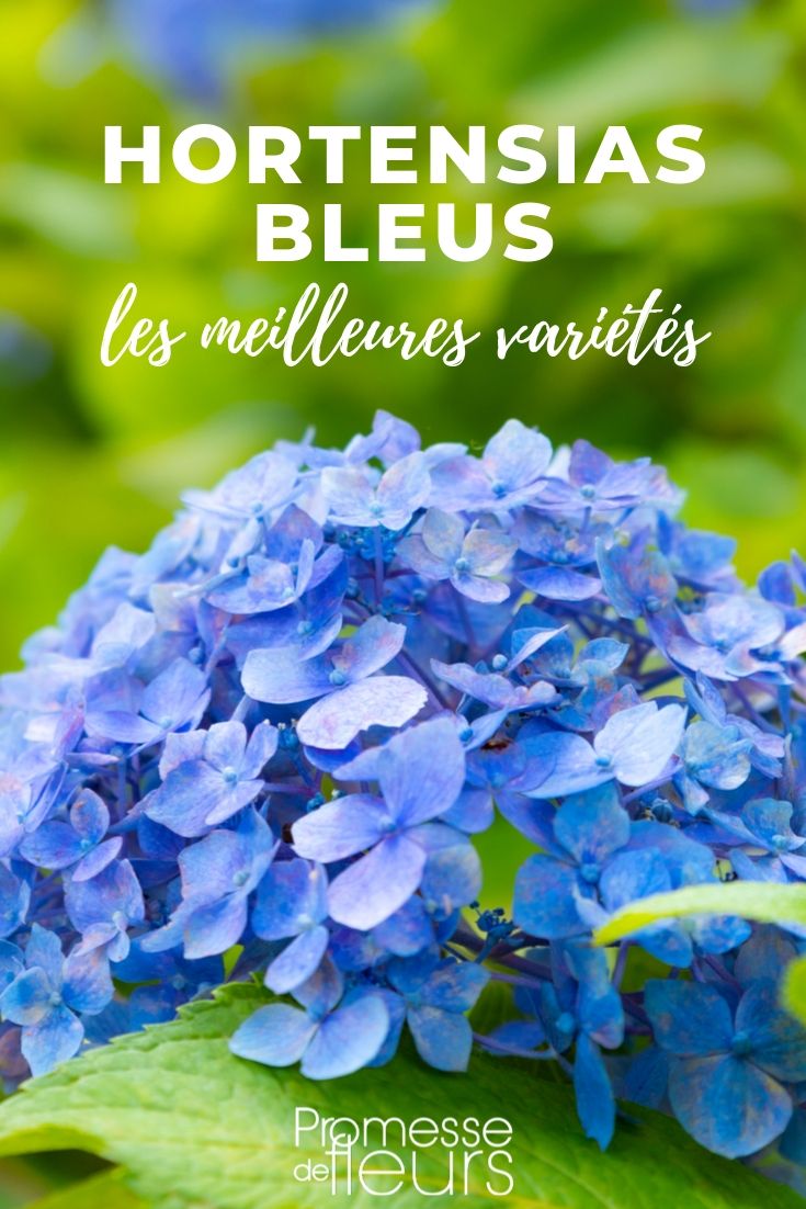Hortensia's met blauwe bloemen: de beste