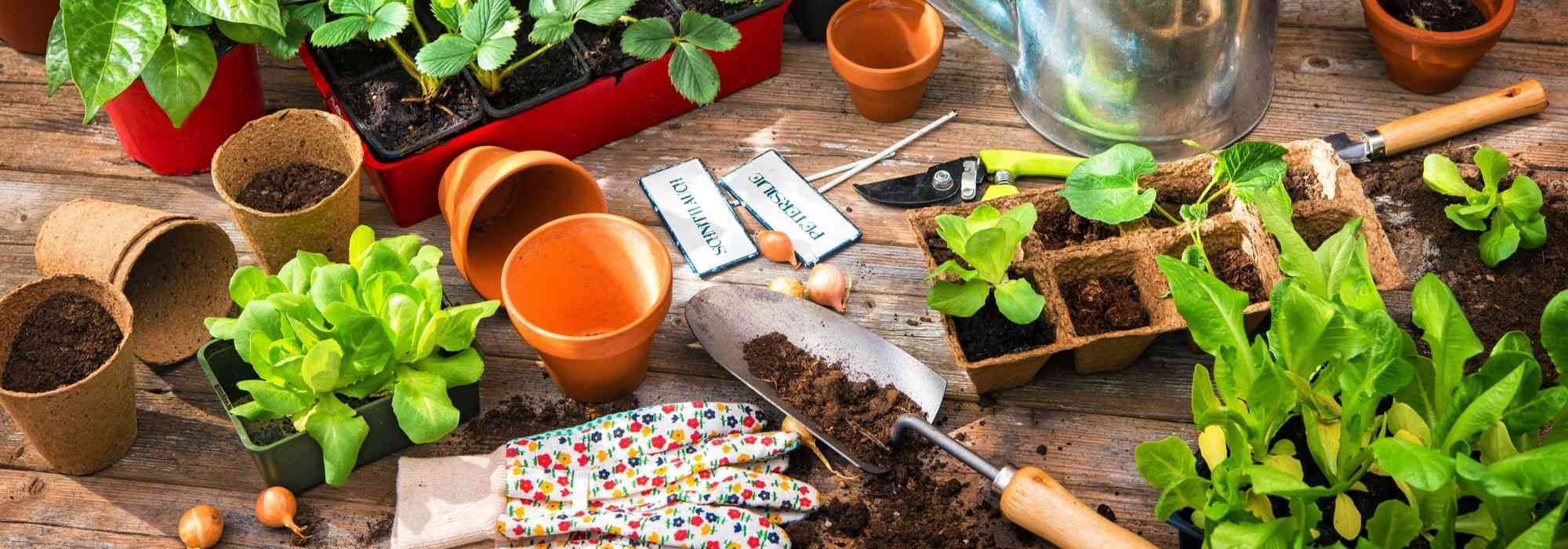 5 manieren om gratis planten te krijgen