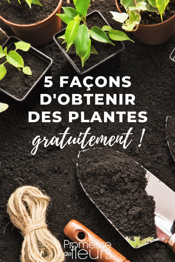 Gratis planten: 5 manieren om eraan te komen