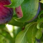 Pruimenboom en mirabelboom: planten, snoei en oogst