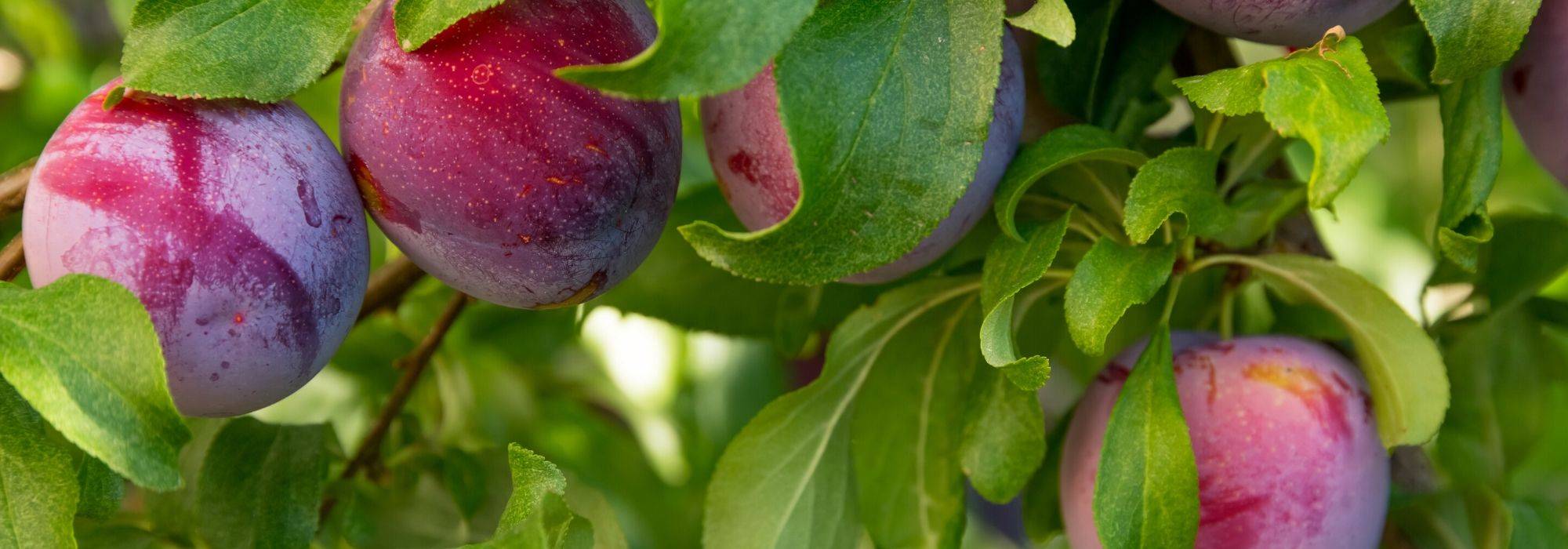 Pruimenboom en mirabelboom: planten, snoei en oogst