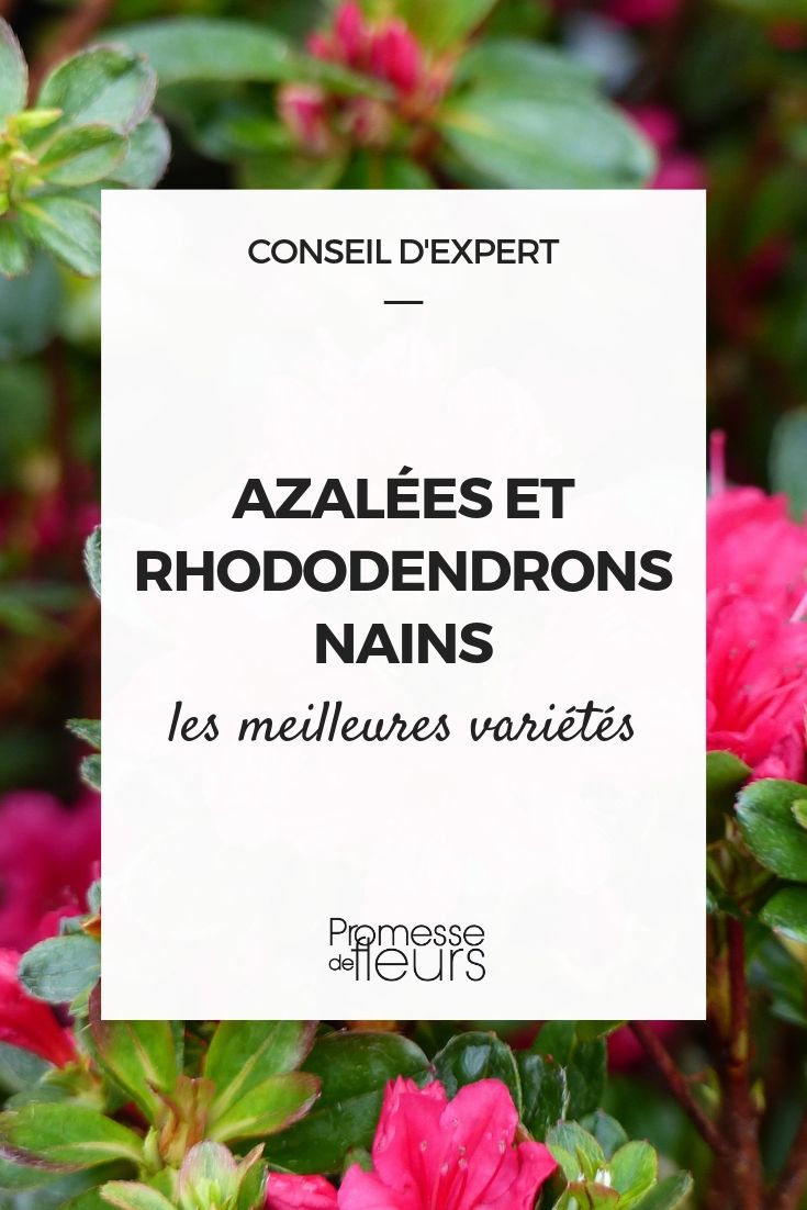Azalea's en dwergrododendrons: de beste variëteiten