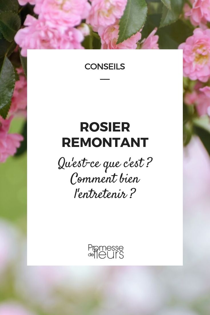 Doorbloeiende roos: betekenis en kweektips