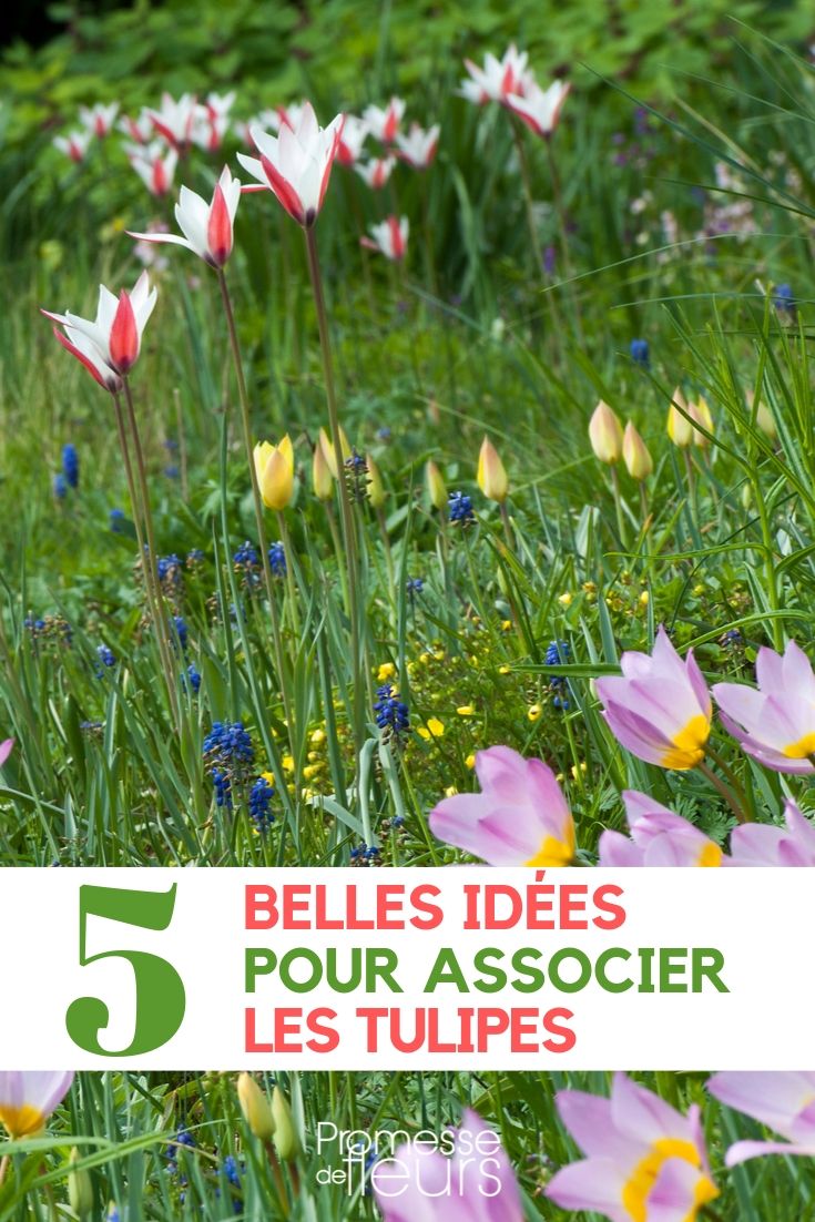 de tulp combineren in de tuin