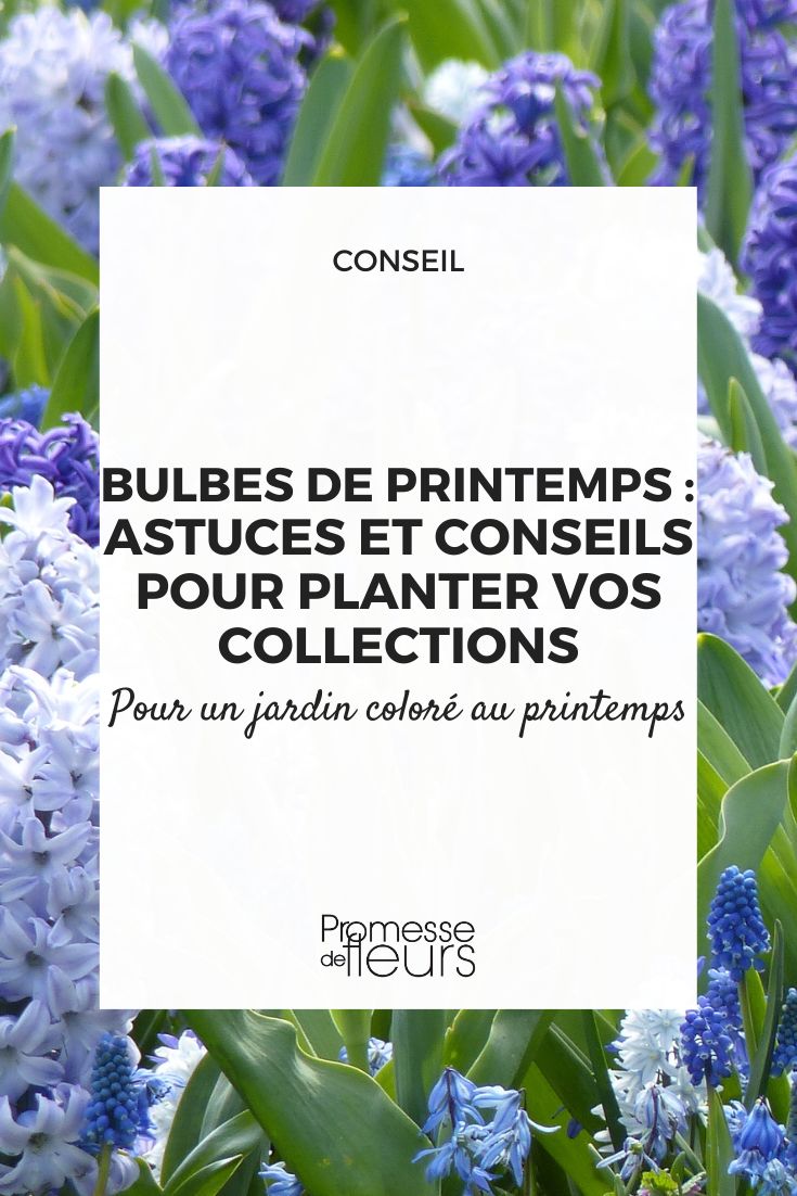Collecties bloembollen planten in het voorjaar