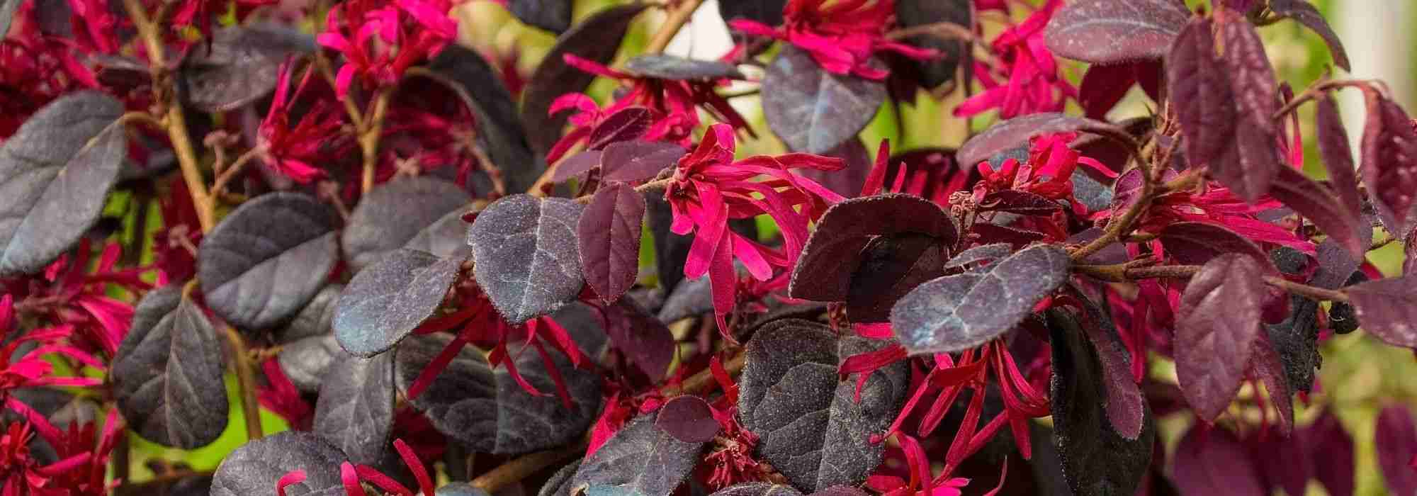 Rode bloemen: 8 heesters voor je tuin