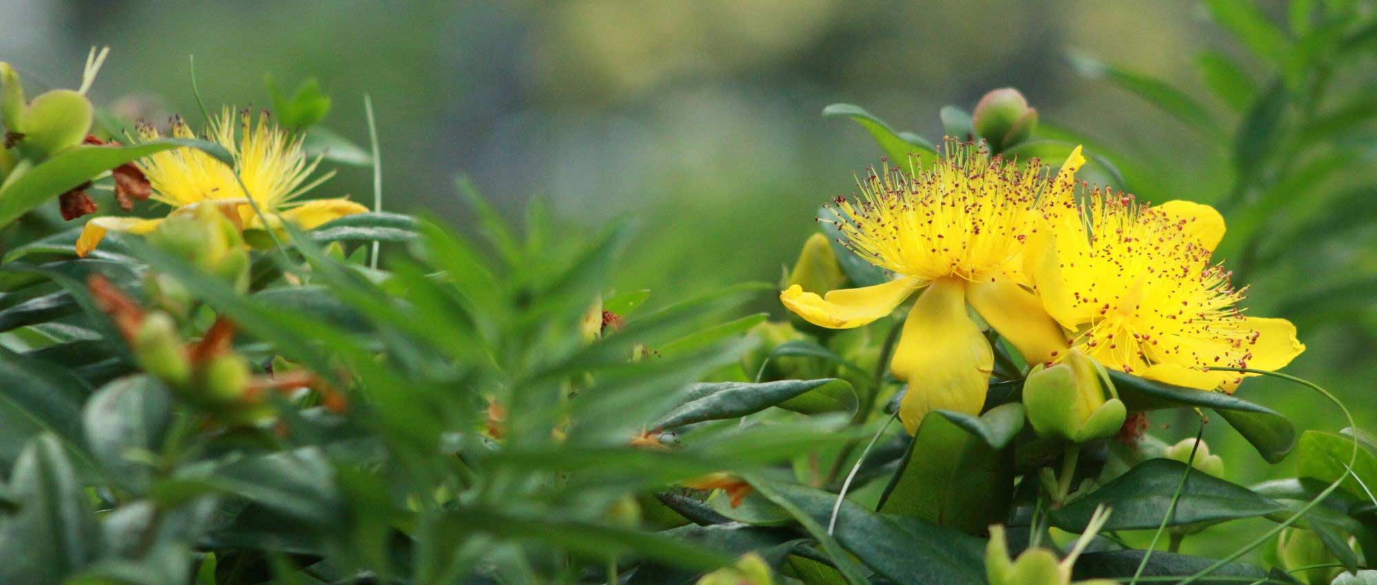 Hertshooi, Hypericum: welke variëteit kiezen?