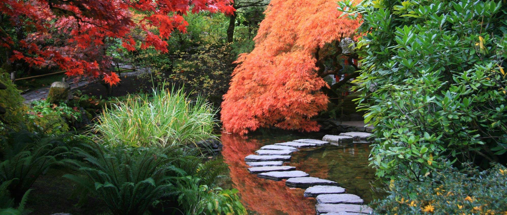 Japanse tuin: 10 karakteristieke vaste planten