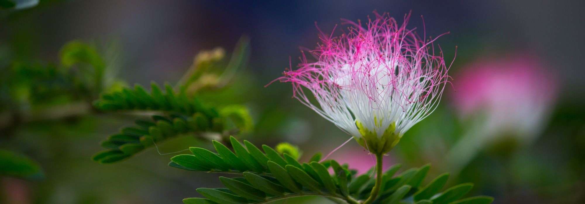 Albizia snoeien: wanneer en hoe?