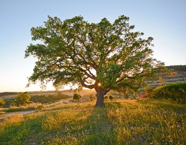 Klimaatverandering: plant bomen, maar niet zomaar elke soort!