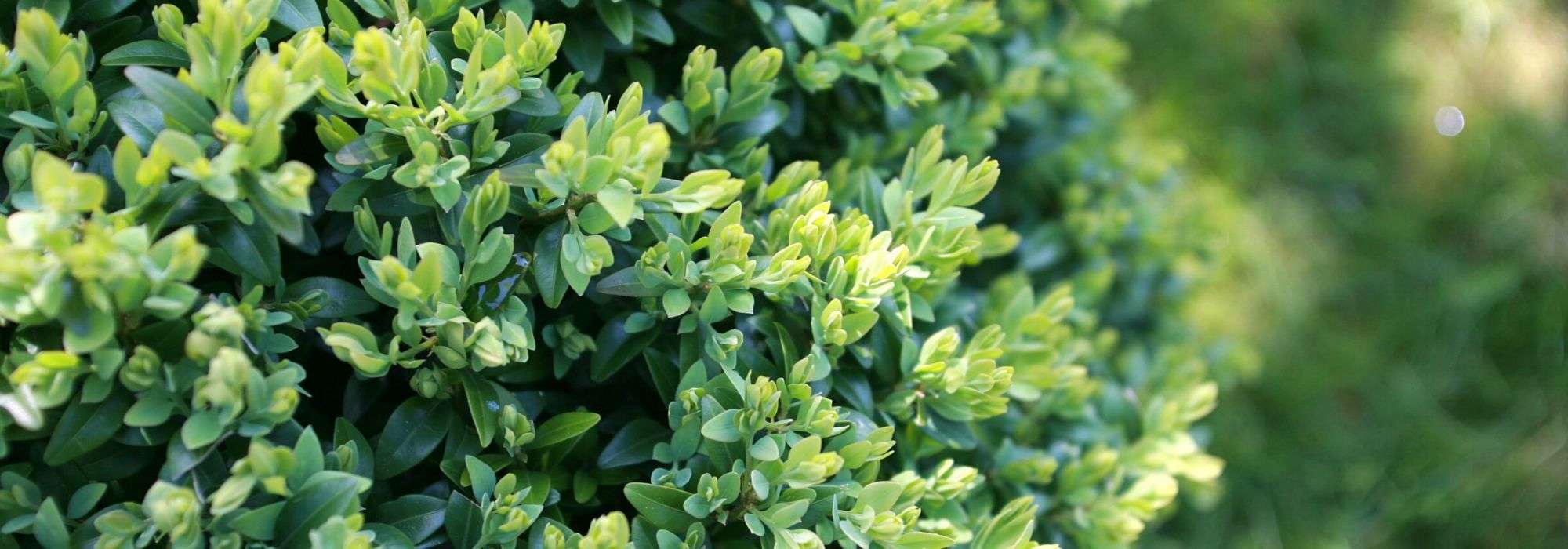 Buxus: planten, snoei en onderhoud