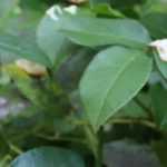 Rozen snoeien
